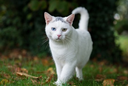 Ангорская кошка короткошерстная