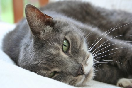 Картинки кошек