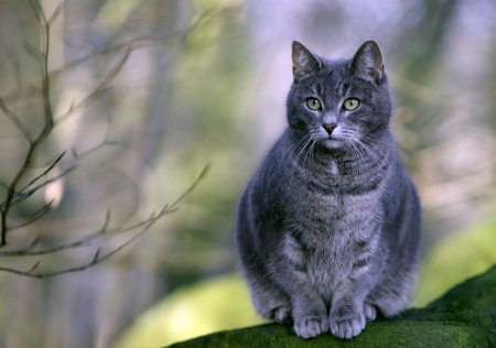 Анатолийская кошка серая