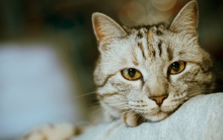 Морда кота