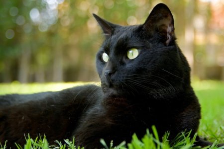 Черная Бомбейская кошка с зелеными глазами