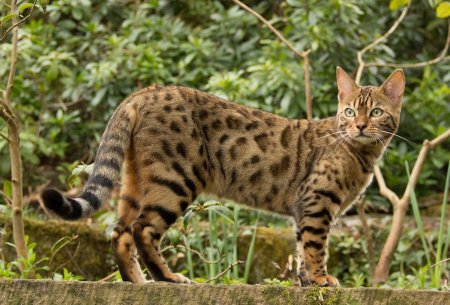 Лесная Бенгальская кошка