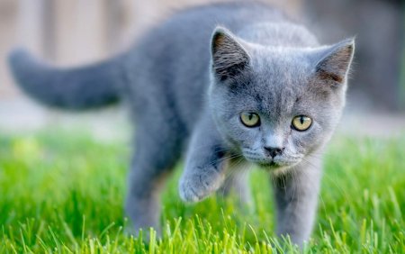 Русская голубая короткошерстная кошка