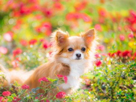 Красивые маленькие собачки