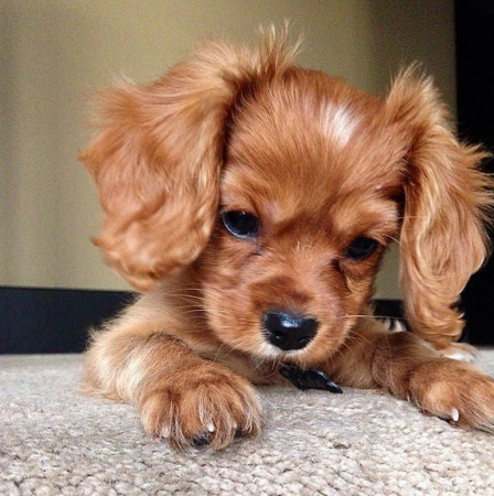 Красивые собаки