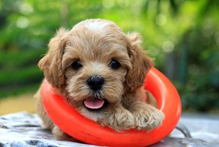 Маленькие песики