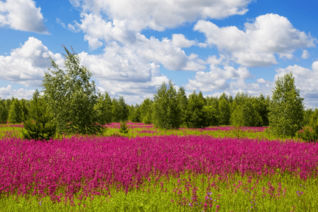 Летние краски природы