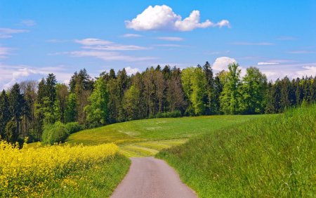 Сурские просторы поля лес дорога