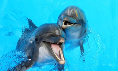 Два дельфина