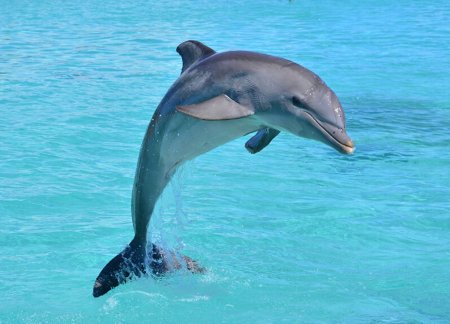 Черноморская Афалина