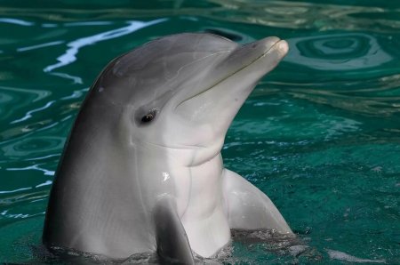 Дельфин млекопитающее