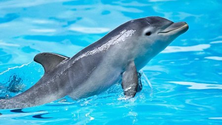 Дельфин млекопитающий