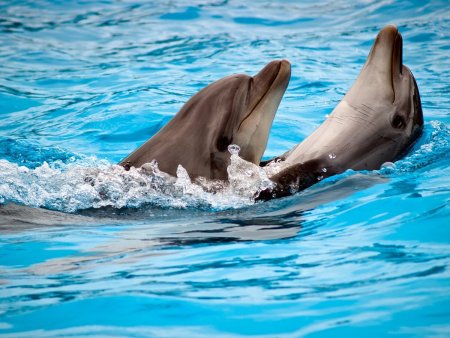 Дельфин в живой природе