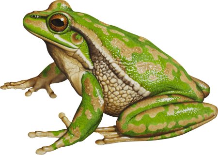 Карточка жаба для детей