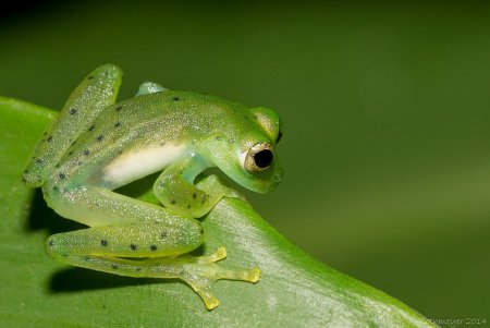 Стеклянная лягушка Флайшмана (Hyalinobatrachium fleischmanni)
