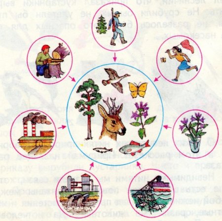 Экологические карточки