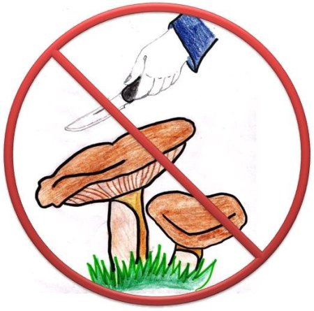 Знаки правильного поведения в природе