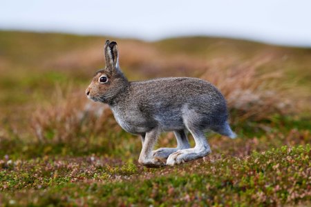 Заяц Беляк Великобритания