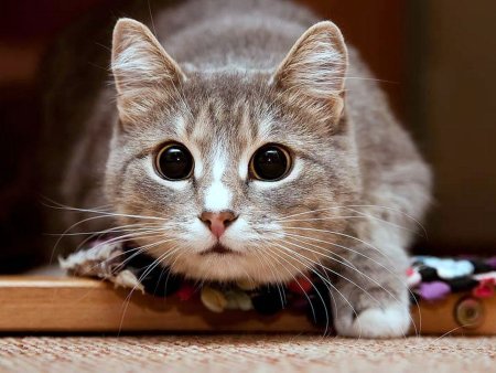 Котики на 2 МБ