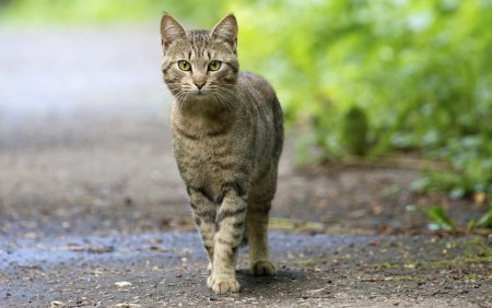 Полосатая кошка