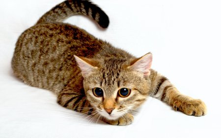 Калифорнийская сияющая кошка