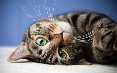 Американская короткошёрстная кошка
