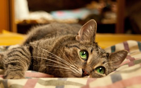 Кот лежит
