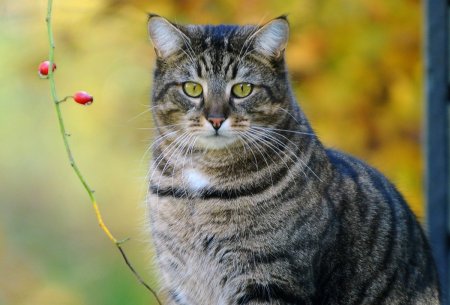Кошка европейская короткошерстная серая полосатая