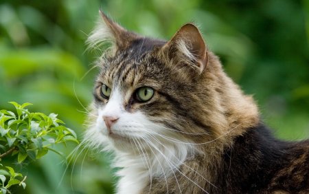 Кошки фото