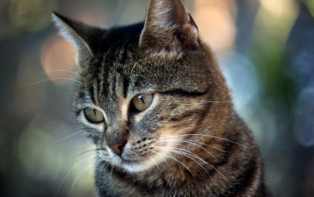 Морда кота