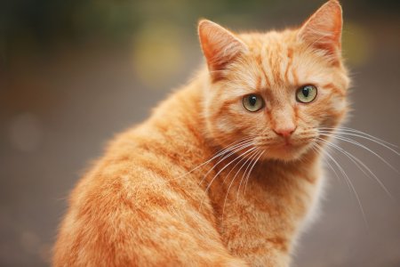 Анатолийская кошка рыжая