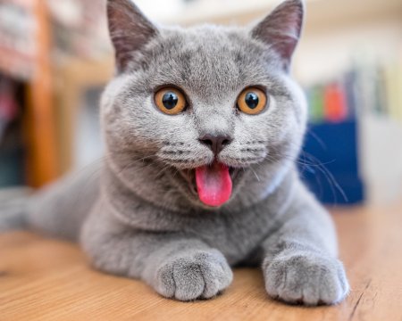 Прикольные коты