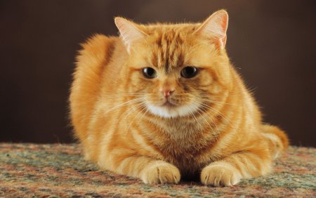 Шотландская вислоухая кошка рыжая