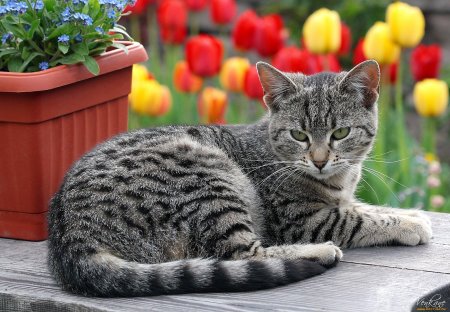 Шартрез кот полосатый