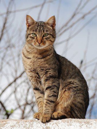 Европейская короткошерстная табби
