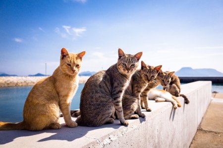 Кошка лето