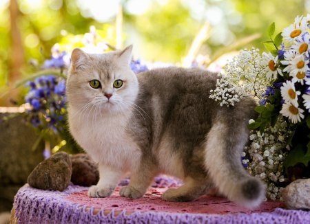 Красивые коты