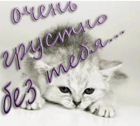 Скучаю по любимому котенку