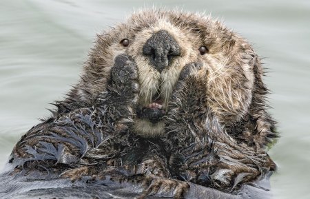 Финалисты конкурса comedy Wildlife Photography Awards:
