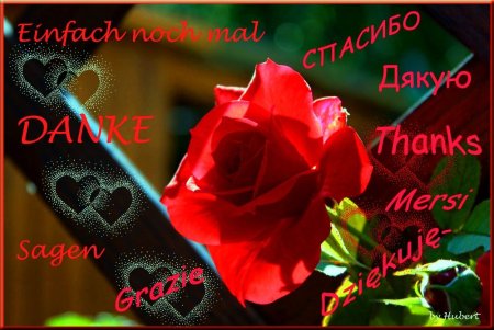 День спасибо фото