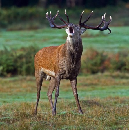 Оленей Cervus Campestris
