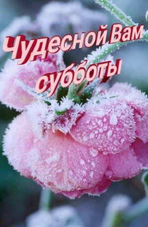Доброе утро зимние цветы