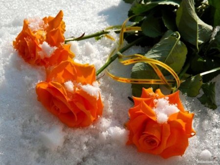 Оранжевая роза на снегу