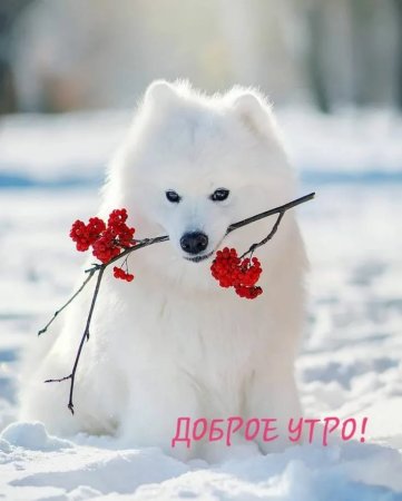 Доброе утро зима жиалтные