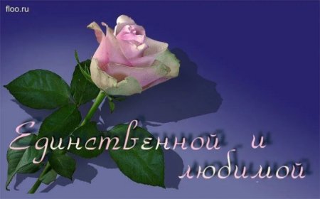 Любимой и единственной
