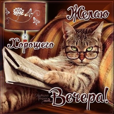 Хорошего вечера кот