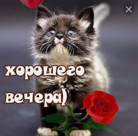 Хорошего вечера котики