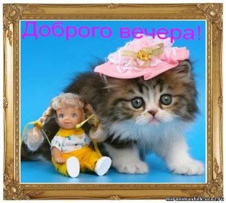 Добрый вечер с котятами