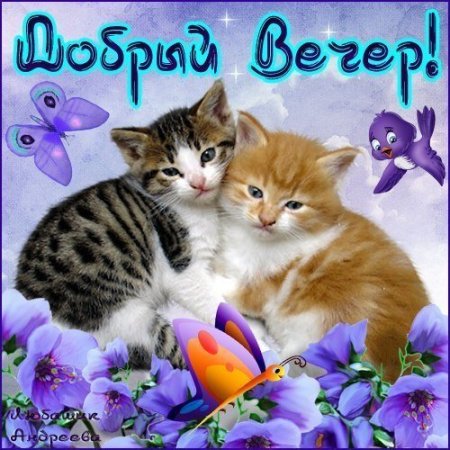 Добрый вечер с кошками