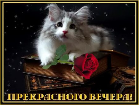 Хорошего вечера котенок
